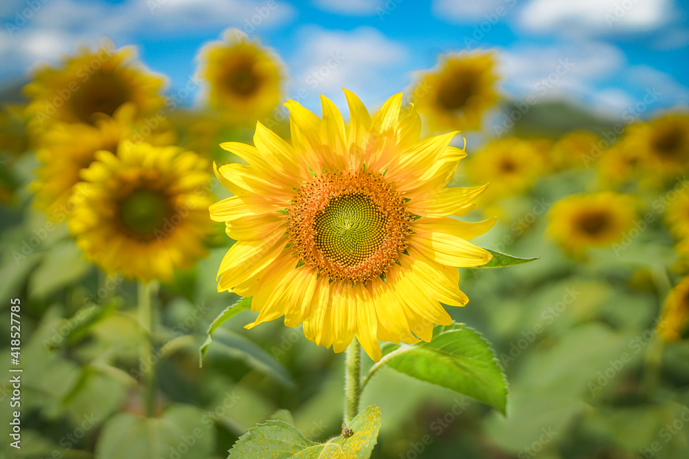 sunflower field in the summer
