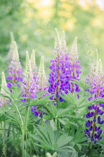 Blue lupines in a field on a sunny summer evening