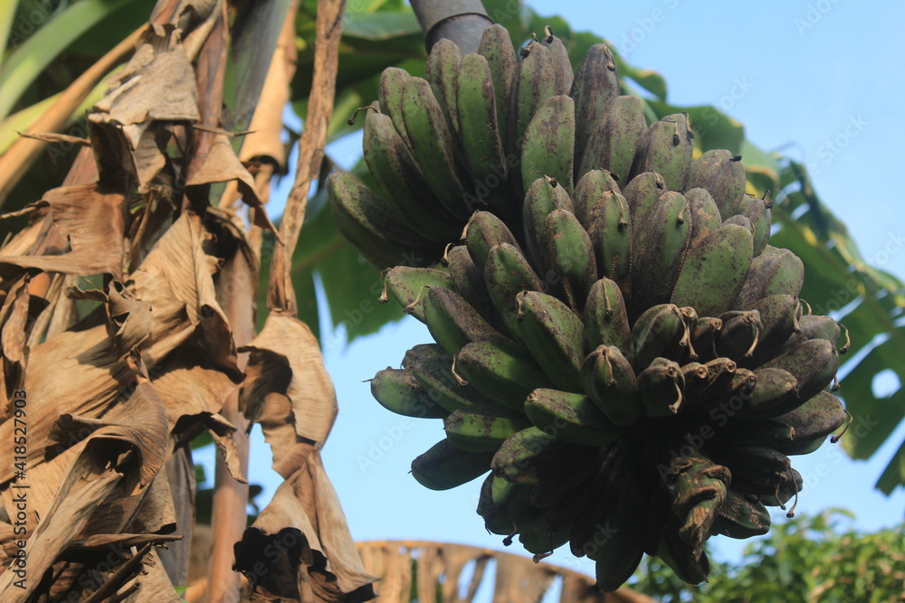 Obraz premium Bunch Banana on tree.hold the banana that is still on the tree