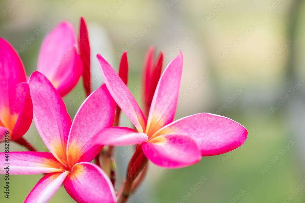 Concept nature view of White and pink leaf on blurred greenery background in garden and sunlight with copy space using as background natural green plants landscape, ecology, fresh wallpaper.