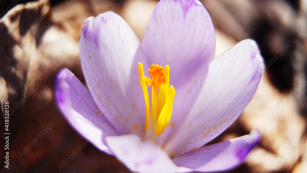 Crocus sativus in the wild