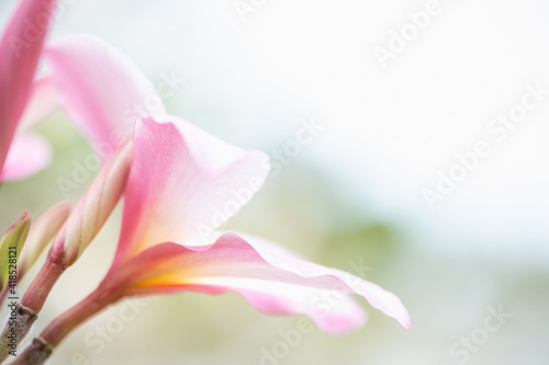 Concept nature view of White and pink leaf on blurred greenery background in garden and sunlight with copy space using as background natural green plants landscape, ecology, fresh wallpaper.