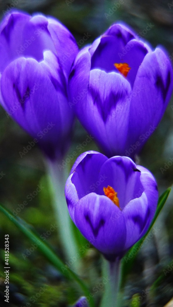 Crocus sativus in the wild Crocus sativus in the wild