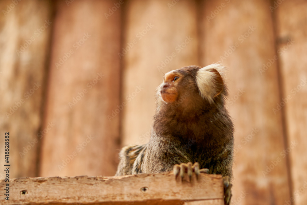 Naklejka premium さる