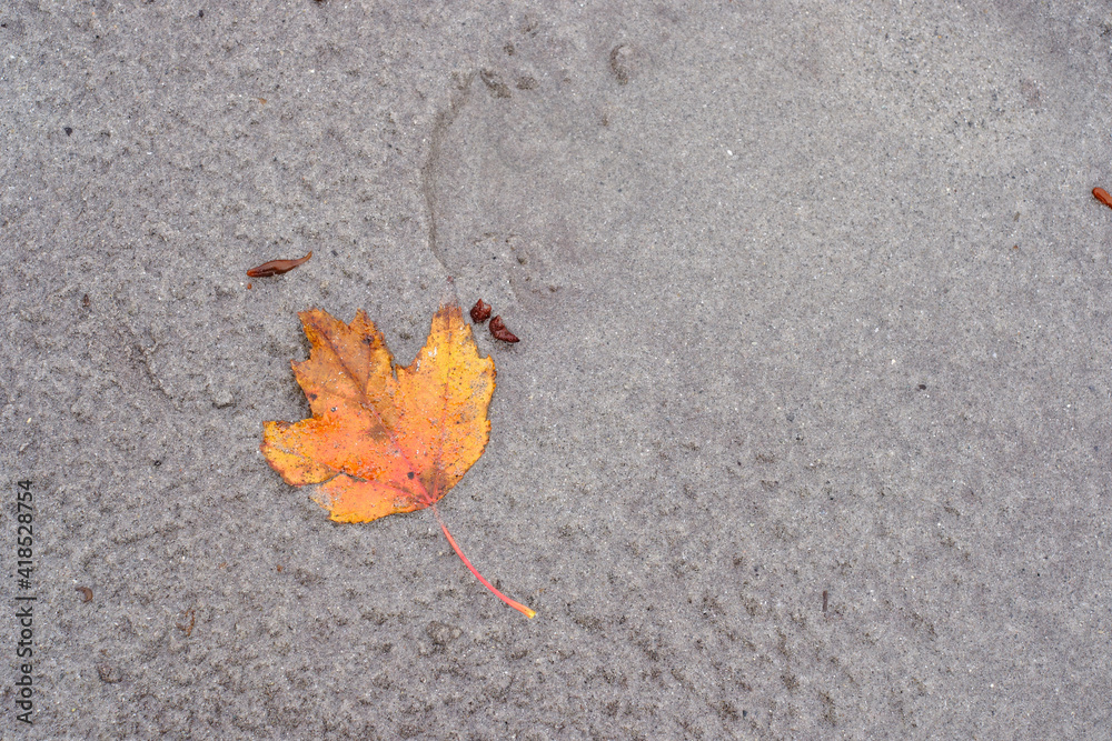 Sand covered orange leaf on an empty sandy beach
