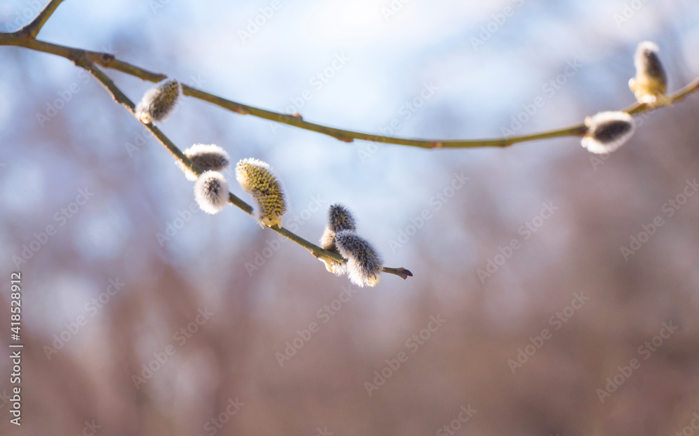 Spring nature scene with pussy-willow tree Spring nature scene with pussy-willow tree