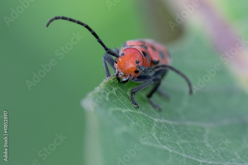 Extreme close up of Red Milkweed Beetle showing its four eyes