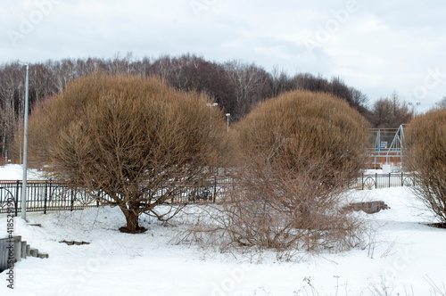 Panoramic view of trees, bridge. Winter day in the park. © Viacheslav