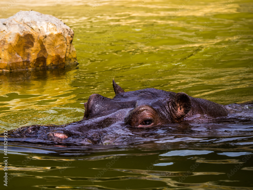 Fototapeta premium hipopotam