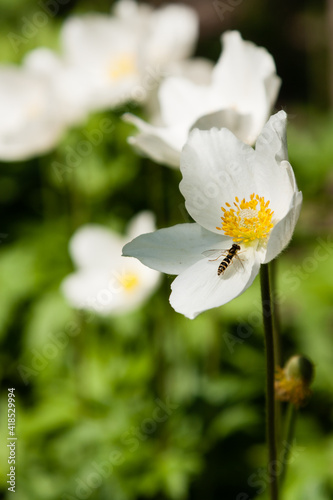 White wildflowers © Minakryn Ruslan 