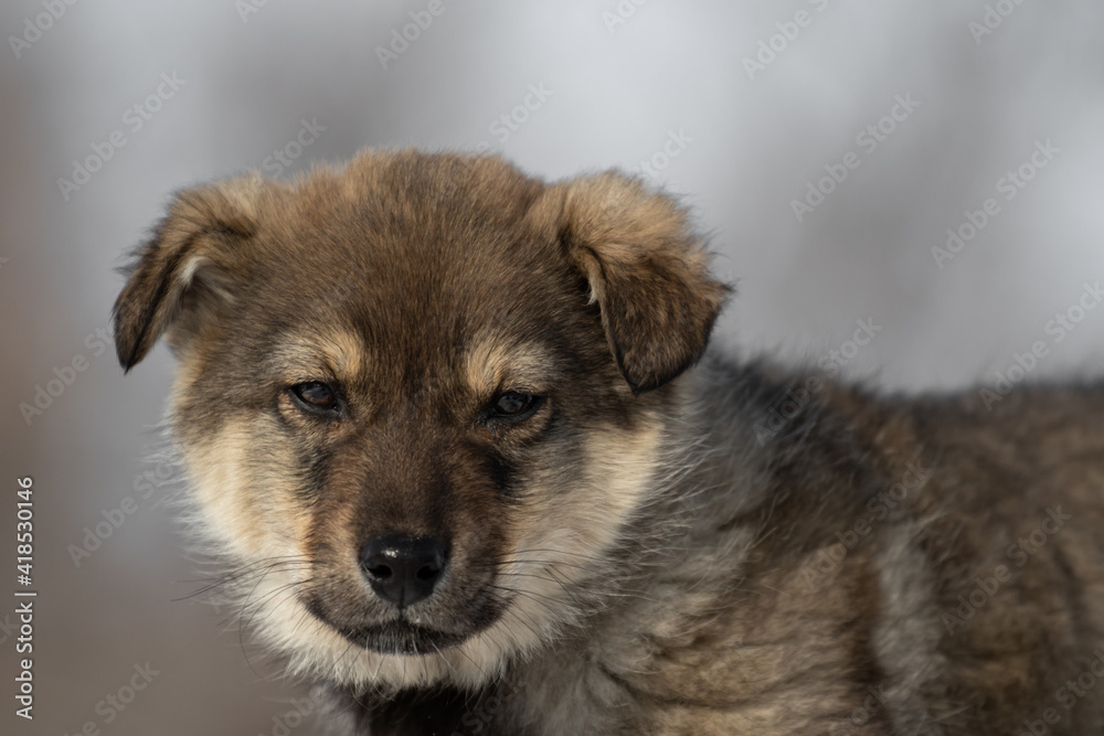 A very small puppy of a gray fawn color. Portrait of a small dog on the background of the forest. Close-up. A very small puppy of a gray fawn color. Portrait of a small dog on the background of the forest. Close-up.