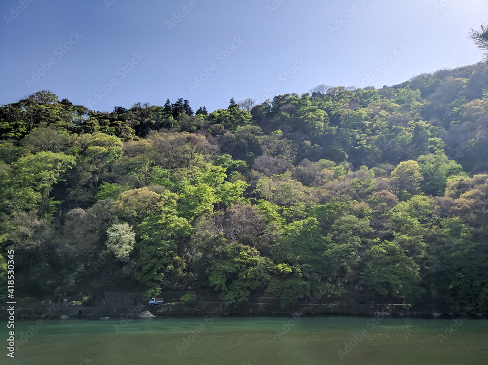 KYOTO, JAPAN - APRIL 5, 2018: Dense, green forest in Arashiyama, Kyoto. On the opposite bank of the Katsura River, large trees can be seen growing in the park area.