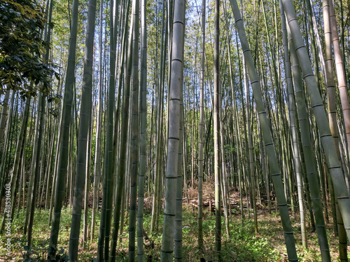KYOTO  JAPAN - APRIL 5  2018  Bamboo grove in Arashiyama  Kyoto. Tall bamboo stalks grow close to each other against a blue sky.