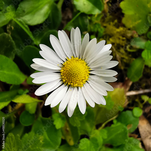 Obraz na plátne marguerites printanières à la campagne dans le Lauragais (campagne en arrière pl