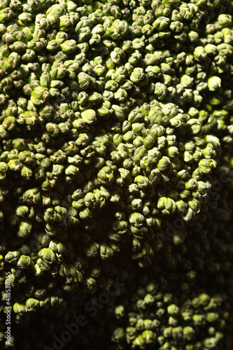 closeup of uncooked broccoli with deep shadows emphasizing the structure and texture of the healthy vegetable