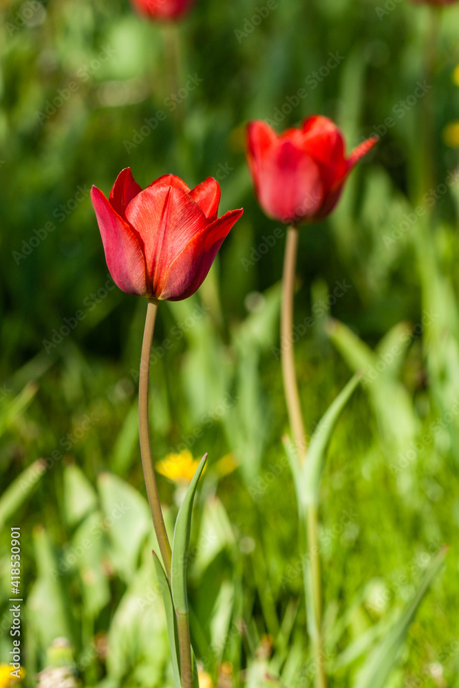 Macro of red tulips on a background of green grass Macro of red tulips on a background of green grass