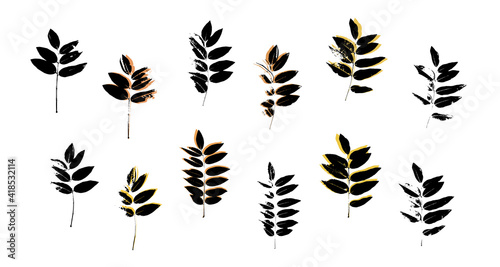 Grunge leaves set. Abstract foliage. Autumn leaves pastel colors collection. Sophora tree leaf. Sophora japonica foliage. © ADELART