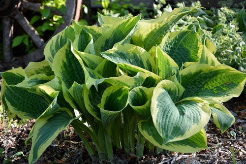 A magnificent hosta 