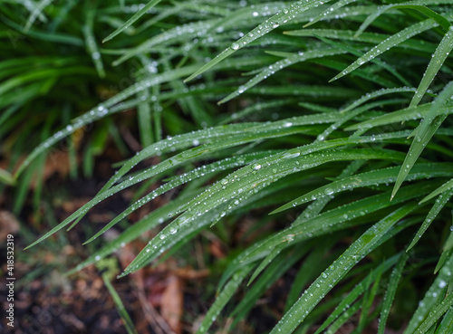 Rain Drops on green plants in a spring time garden