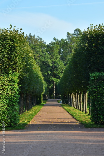 Obraz na plátne symmetry aleey in beautiful city Park for walking between smooth rows of trees and neatly trimmed lawns with green grass