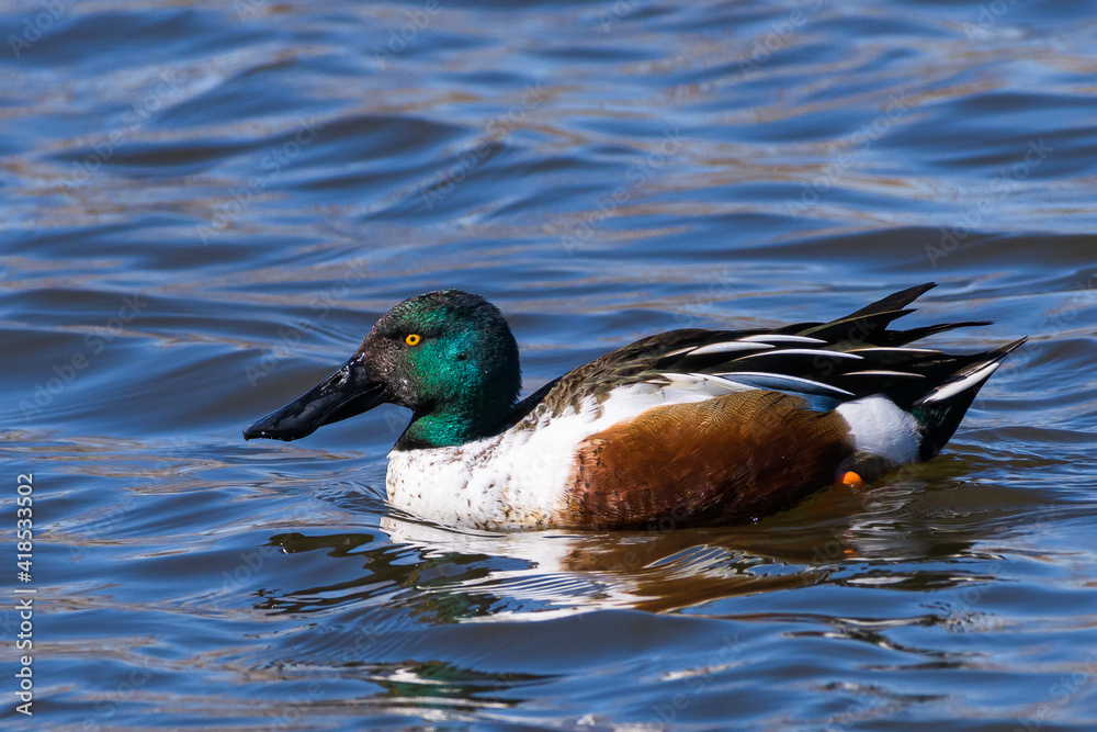 Obraz premium Waterfowl of Colorado. Male Northern Shoveler duck swimming in a lake.