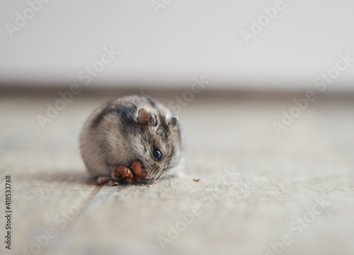 The gray Dzungarian hamster holds a walnut in its paws and eats it. Dwarf hamster.