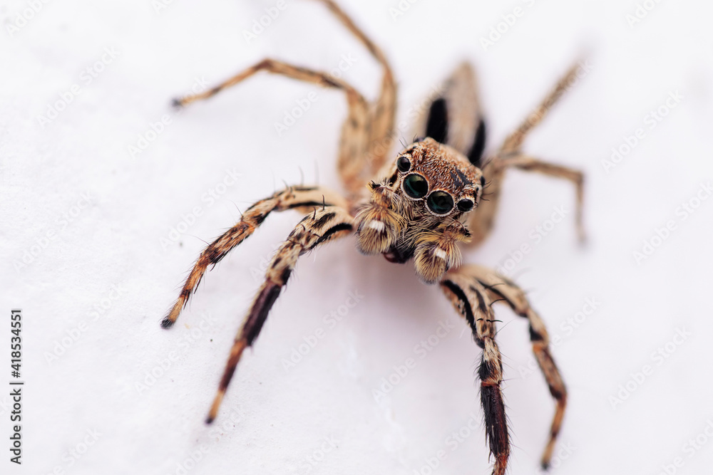 spider on a white background