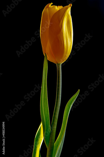 yellow tulip on black