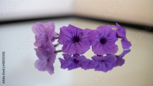 Purple Flowers on Mirror