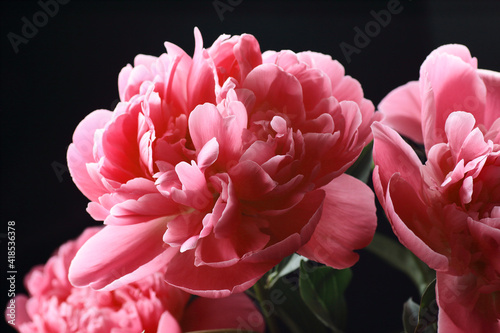 Peony bouquet closeup, pink with red blooming plant on black background, closeup, banner or texture for your design, natural  background concept