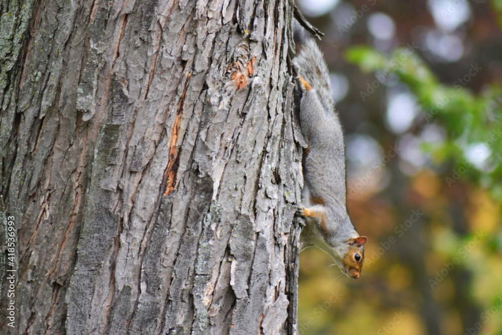 Fototapeta premium Squirrel on a tree
