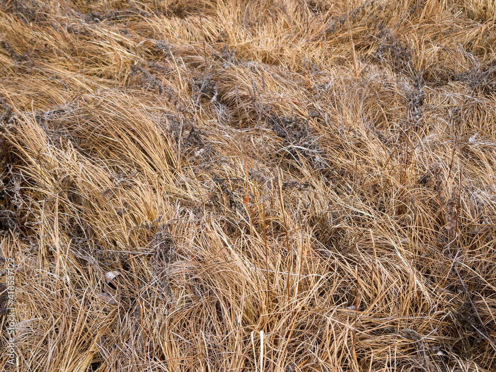 Top view of dry brown grass. Natural abstract background. Top view of dry brown grass. Natural abstract background.