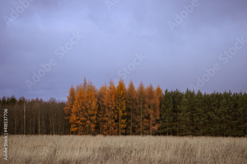 Fototapeta Naklejka Na Ścianę i Meble -  autumn changes