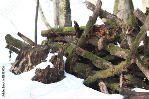 A pile of old branches overgrown with moss in the forest in winter.