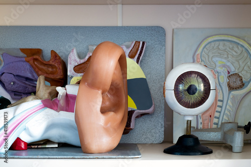 Ear and eye model in the laboratory