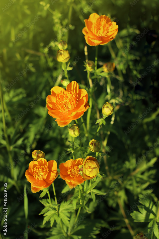 Globe flowers in the meadow for natural background Globe flowers in the meadow for natural background