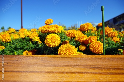 Wooden board empty table in front of blurred yellow flower for display of products