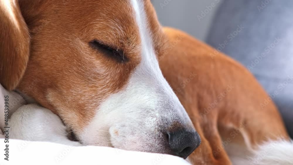 Close up the beagle dog is sleeping on cozy sofa Close up the beagle dog is sleeping on cozy sofa