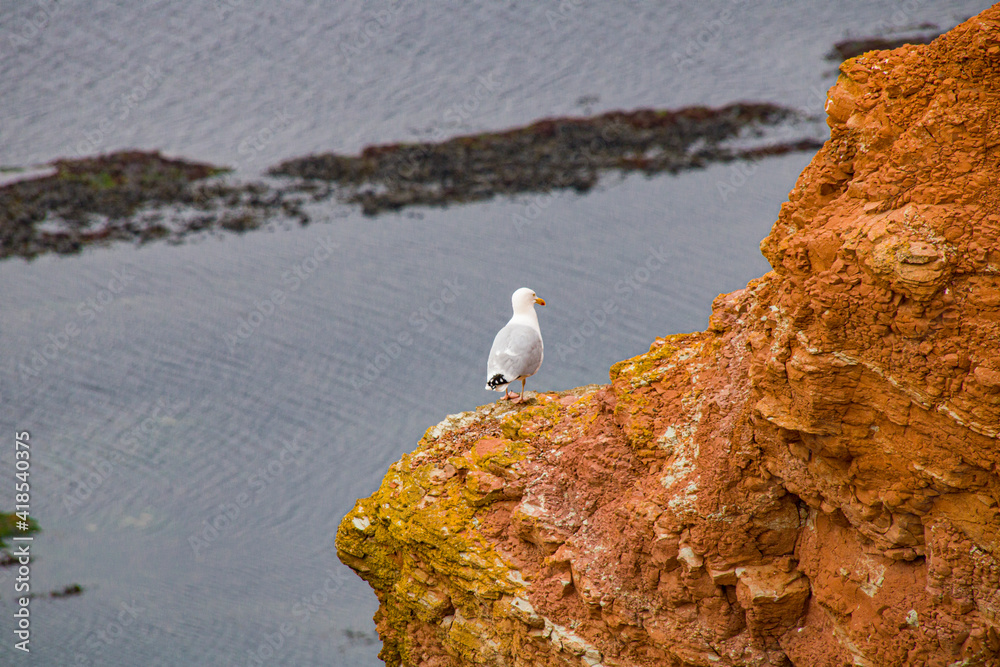 Fototapeta premium Helgoland Felsen