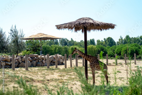 Giraffe in the zoo