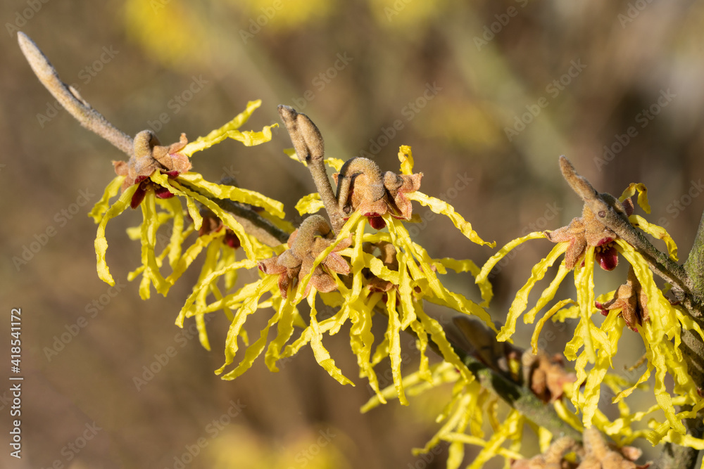 Witch Hazel Hybride, Hamamelis intermedia Witch Hazel Hybride, Hamamelis intermedia