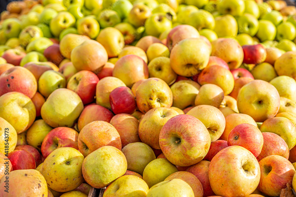 Yellow apples for sale in fall Yellow apples for sale in fall