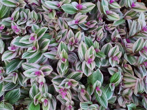 Tradescantia zebrinahort wallpaper. The leaves are zebra-patterned. The upper leaf surface is purple.And can purify the air.