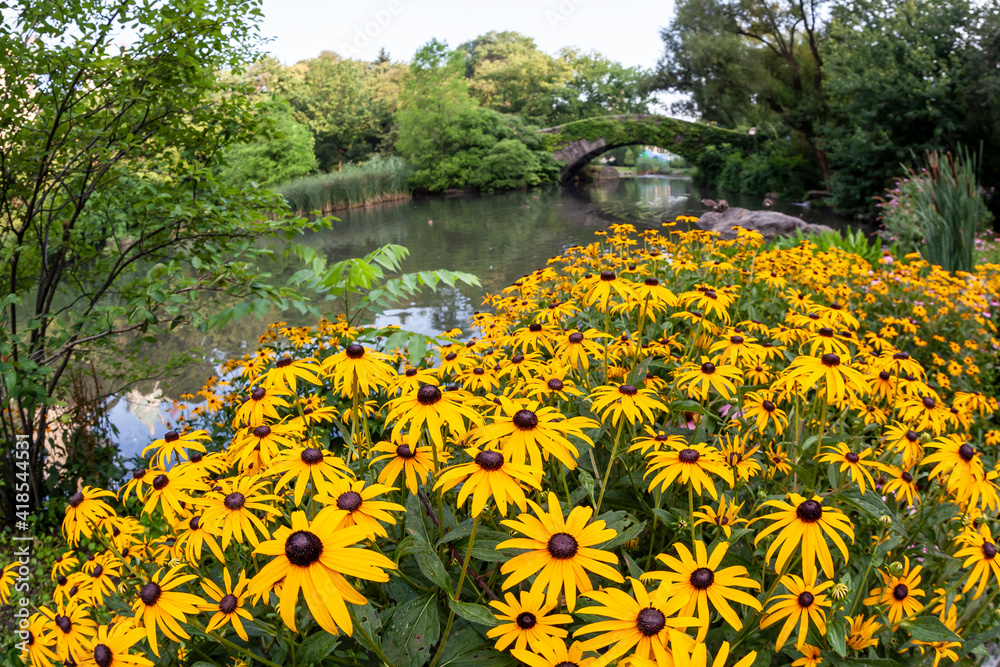 Fototapeta premium Gapstow Bridge in Central Park
