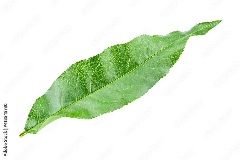 Obraz premium Peach leaves isolated on white background. File contains clipping path.