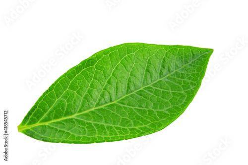 Blueberry leaves are very similar to coca leaves  isolated on white background. File contains clipping path.