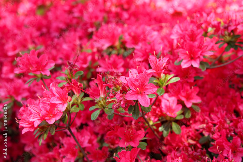 赤いサツキの花 赤いサツキの花