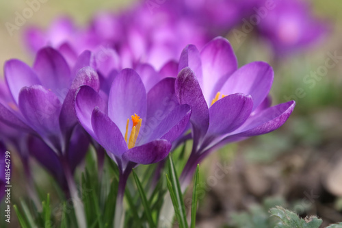 close up of purple crocus flowers