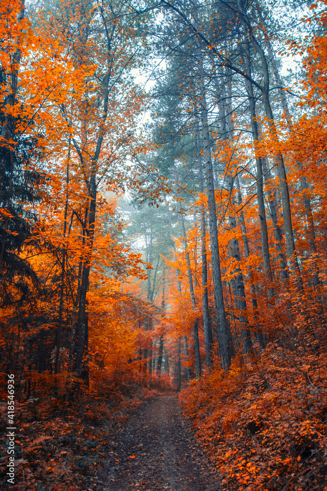 Fototapeta premium Beautiful autumn forest in the mist 