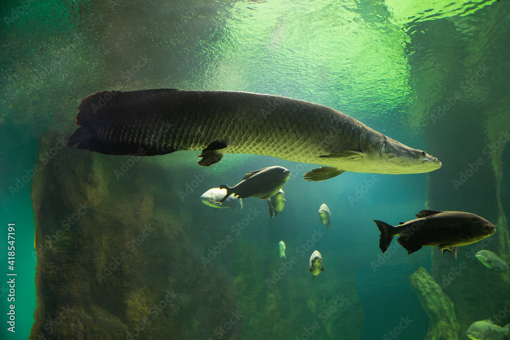 Fish under water. Arapaima fish - Pirarucu Arapaima gigas one largest ...